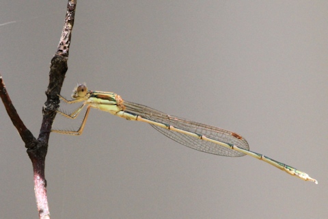 Slender Ringtail (Austrolestes analis)